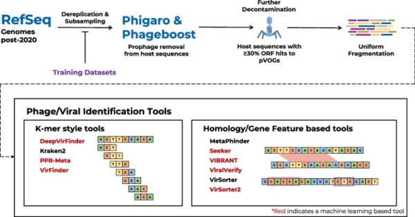 衡量你的噬菌体:噬菌体鉴定工具在宏基因组测序数据的基准