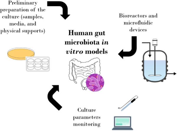 体外重建人类肠道微生物群模型的设计和方法