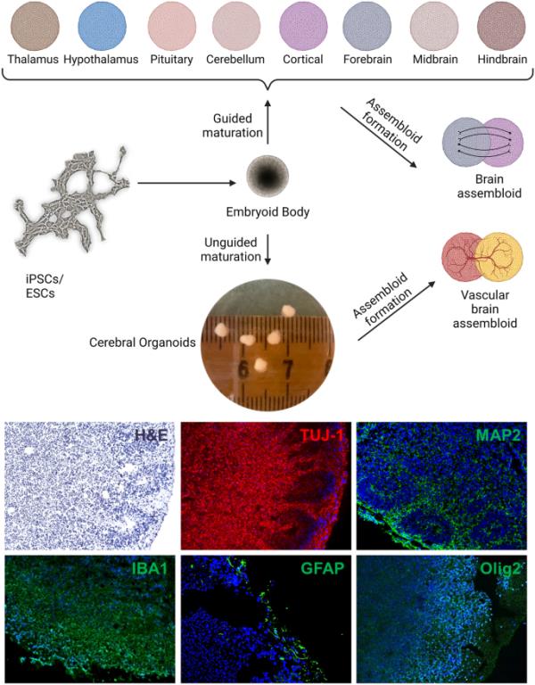 ipsc衍生的三维脑类器官模型和嗜神经病毒感染