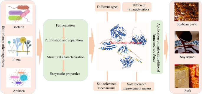微生物衍生耐盐蛋白酶及其在高盐传统大豆发酵食品中的应用综述